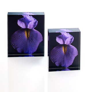 Purple Iris I & II