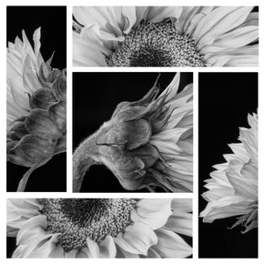 Sunflower modern floral wall art in black and white.